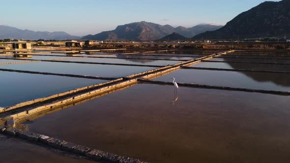 White heron perched in salt fields, Vietnam. Aerial static alt
