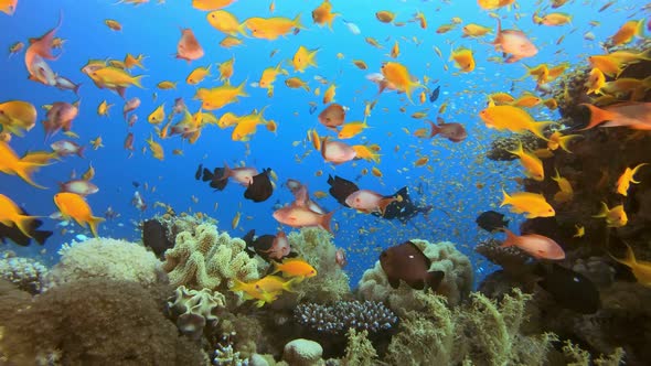 Underwater Sea World Life alt