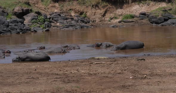 Hippopotamus, hippopotamus amphibius, Nile Crocodile, Group standing in River alt
