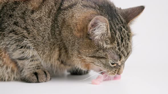 Senior Domestic Tabby Cat Eating Raw Chicken Meat on White Background