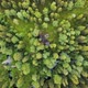 Flight Over the Forest, Log Hut, Aerial Top Down View on Forest in the Summer, Drone Shot Flying - VideoHive Item for Sale