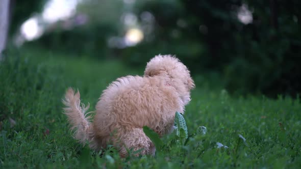 Cute Toy Poodle Pooping on the Grass in the Park