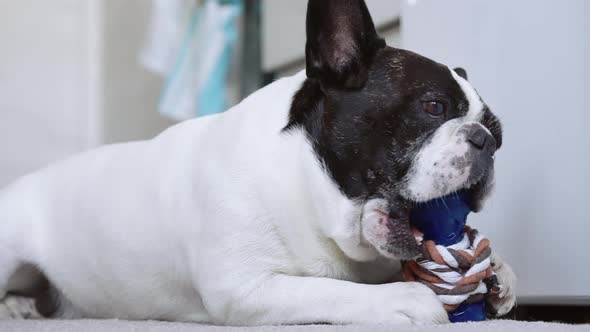 Puppy Gnawing Plaything in Apartment
