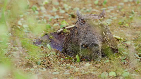Capybara, hydrochoerus hydrochaeris having a retreat into murky waters, press its ears against the h alt