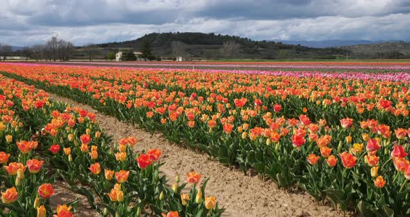 Tulips field in the Provence, Alpes de Haute Provence, France alt