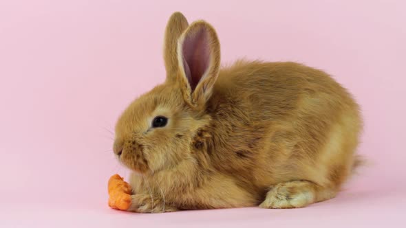 Little Red Fluffy Cute Rabbit with Big Ears Sits Near a Ripe Orange Carrot on a Pastel Beige alt