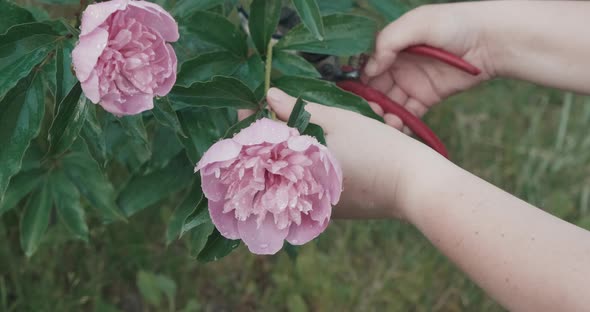 Woman Cuts a Large Pink Peony Flower with a Garden Pruner