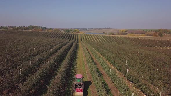 Apple harvest. Driver of tractor is transporting trailers with apples. alt