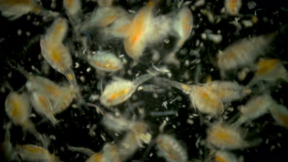 Zooplankton Under the Microscope, Colony Cyclopidae, Family of Copepods alt