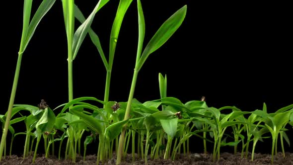 Time Lapse of Growth Sweet Bell Peppers Plants alt