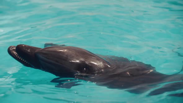 Unhappy Dolphin is Out of Will Imprisoned in Dolphinarium Animals Should Be Free alt
