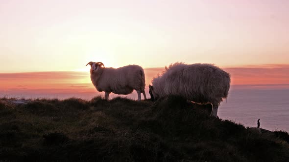 Sheep Enjoying the Sunset at the Slieve League Cliffs in County Donegal, Ireland alt