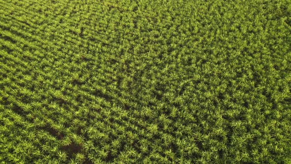 Sugar cane hasvest plantation aerial. Aerial top view of a agriculture fields.