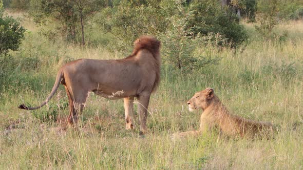 Male African Lion guards his mate from other males nearby, dawn light alt