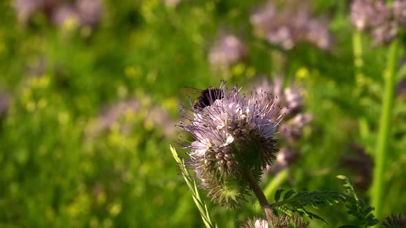 Bee On Purple Flower 3