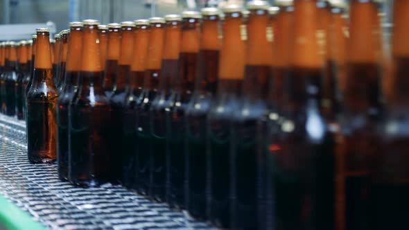 Close Up of Brown Glassy Bottles Filled with Beer Moving Along the Transporter Belt alt