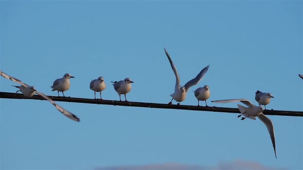 Group of Black-headed gulls. Chroicocephalus ridibundus alt