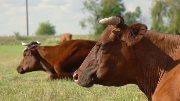 Grazing Cows at Farm Rural Field Pasture alt