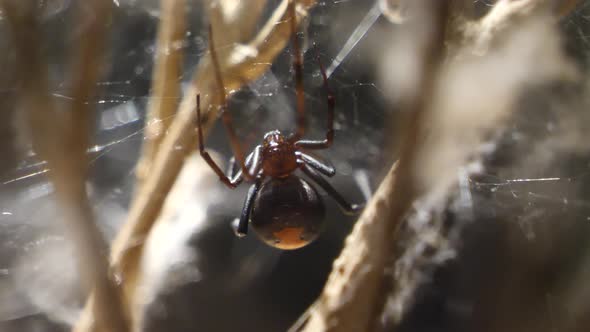 Close up shot of black widow spider (Latrodectus) hanging in net during sunny day outdoors alt