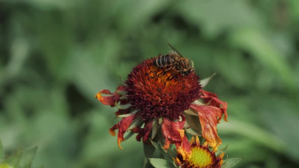 Honey Bee Pollinates a Flower alt