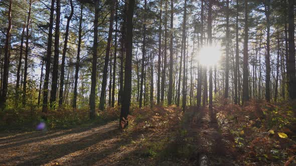 The low-hanging sun shines through the tree trunks alt