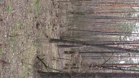 Vertical Video of Trees in a Pine Forest Slow Motion alt