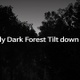Windy Dark Forest Tilt down Shot