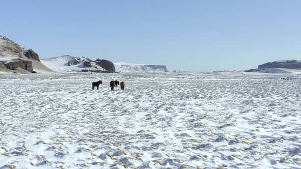 A Pack of Wild Icelandic Horses in Snowy Conditions alt
