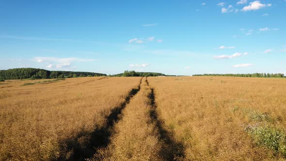 Flying Slowly Forward Over A Agricultural Field With Yellow Ripened Rapeseed alt