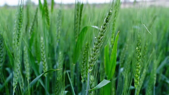 Beautiful Closeup Of Green Wheat Stalk