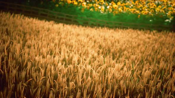 Golden Wheat Field and Sunny Day alt