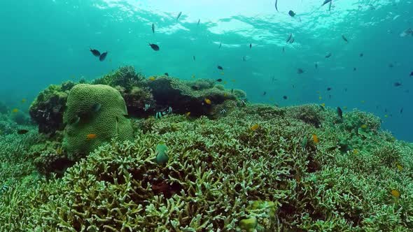 Coral Reef and Tropical Fish alt