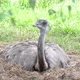 Emu sits on the nest - VideoHive Item for Sale