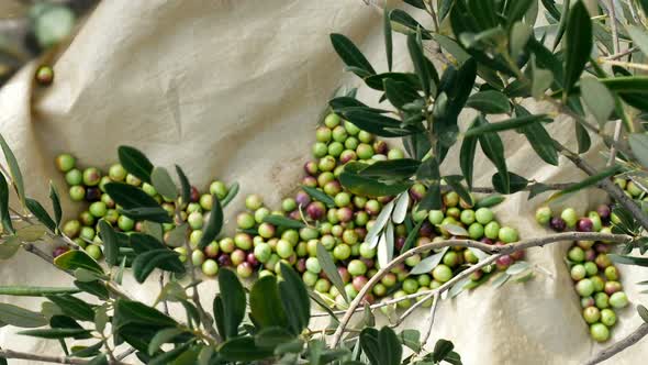 Olives On Ground On Olive Tree Plantation Top View
