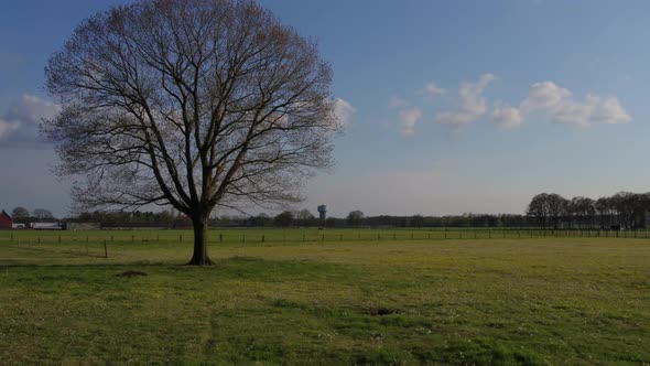 Flying Over Summer Meadow Full of Flowers Grass and Plants alt