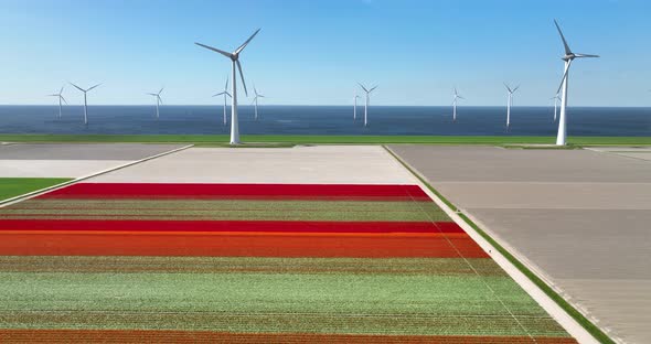 Aerial view of tulip field and wind farm, Flevoland, Netherlands alt