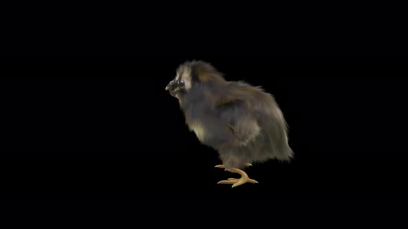 12 Baby Chicks Dancing 4K alt