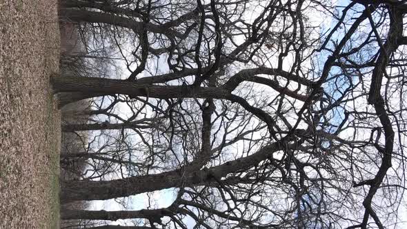 Vertical Video of the Forest with Trees Without Leaves Slow Motion alt