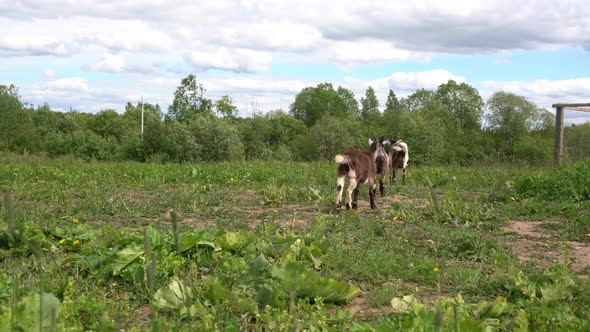 Domestic Goats Grazing on Green Pasture
