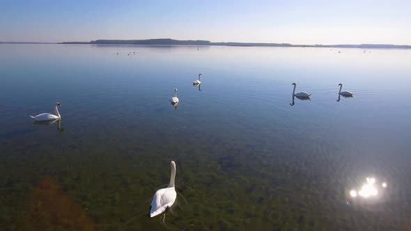 Camera Flies Slowly Behind A Group Of White Swans