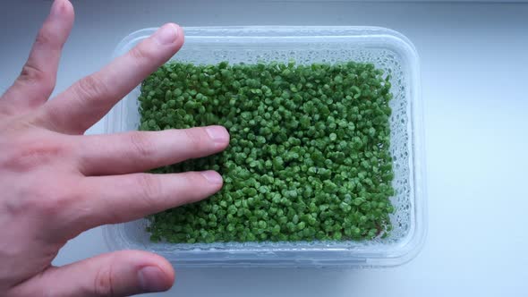 Man's Hand Touching Microgreenery with Small Green Leaves in Plastic Container