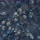 Winter Forest. Aerial Top-Down View - VideoHive Item for Sale