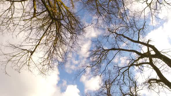 Sky and Branches of Trees