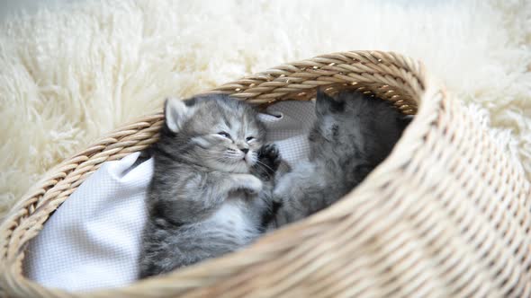 Cute Tabby Kittens Sleeping And Hugging In A Basket alt