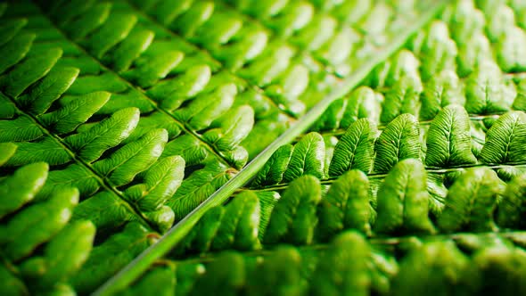 Perfect close up of fern twig. Seamless looping animation of green fern leaves. alt