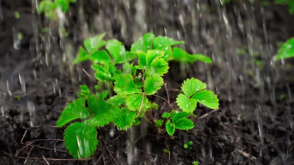 Bright Saturated Young Fresh Green Strawberry Leaves are Watered Closeup in Slow Motion alt