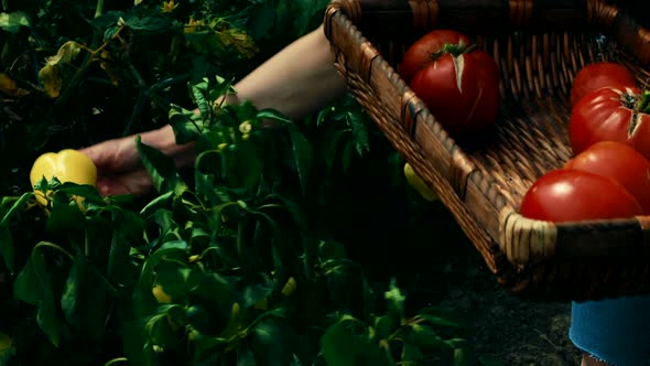 Red tomatoes and yellow peppers at an organic sustainable farm alt