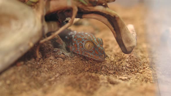 Gekko Gecko is a Nocturnal Arboreal Gecko in the Genus Gekko the True Geckos