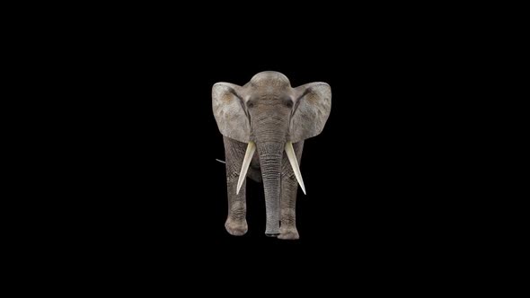 Elephant Walk Fast alt