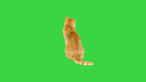 Scottish Straight Shorthair Cat Sitting on a Green Screen Chroma Key